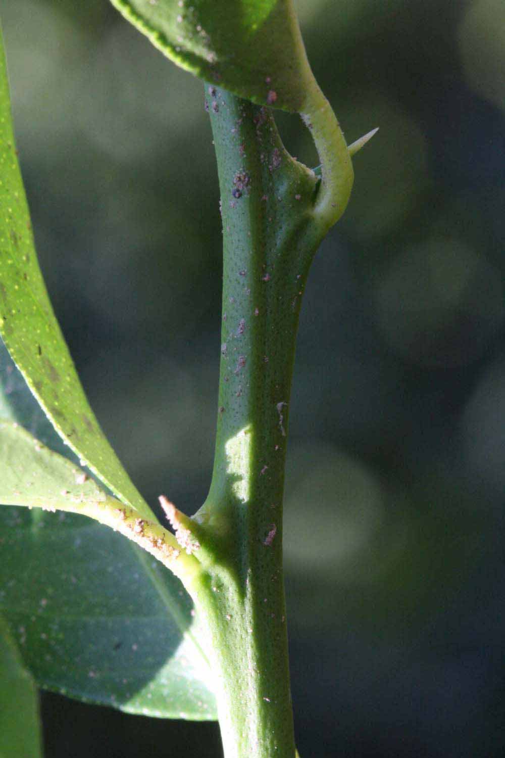            First year twig (Jullundri Khatti, Riverside, CA)   